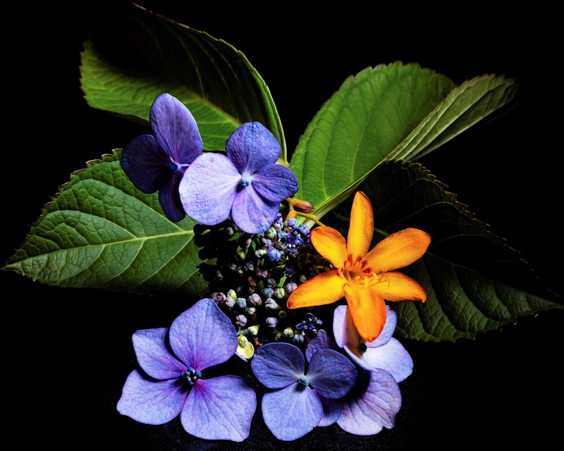 black background, beauty in nature, butterfly bush, leaves, blossom, flowers, flower, nature, fragility, indoors, blue, petal, plant, flowering plant, dark