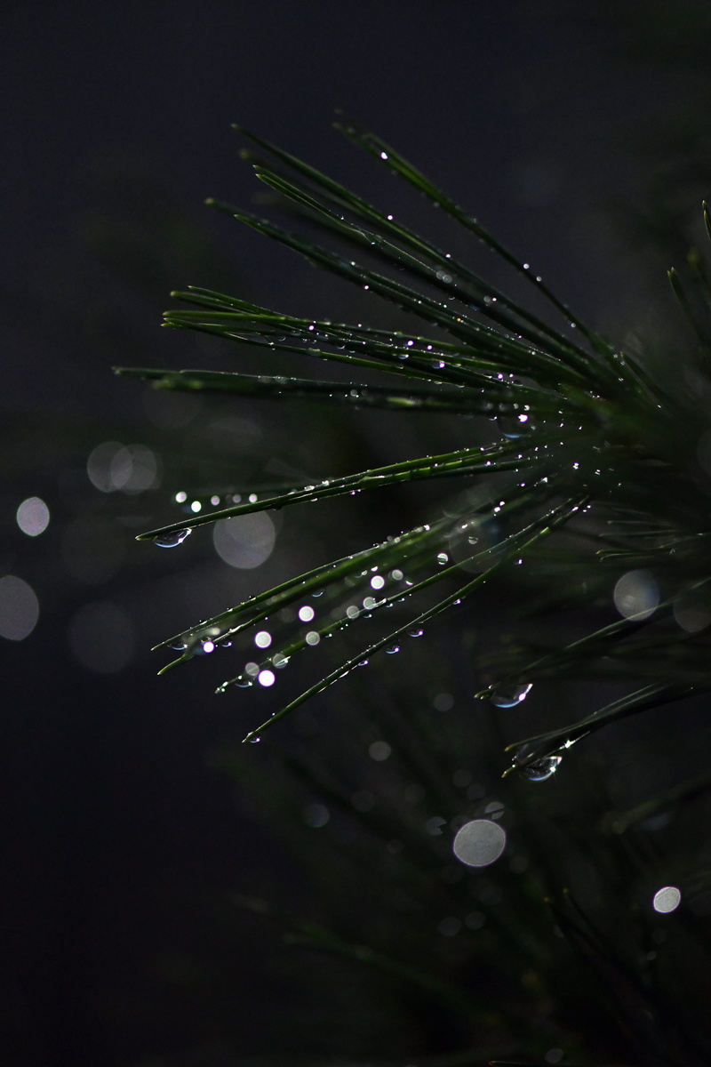 green color, water, freshness, conifer, rain, close up, close-up, wet, no people, selective focus, rainy season, growth, drip, raindrop, 4K, lowkey, night