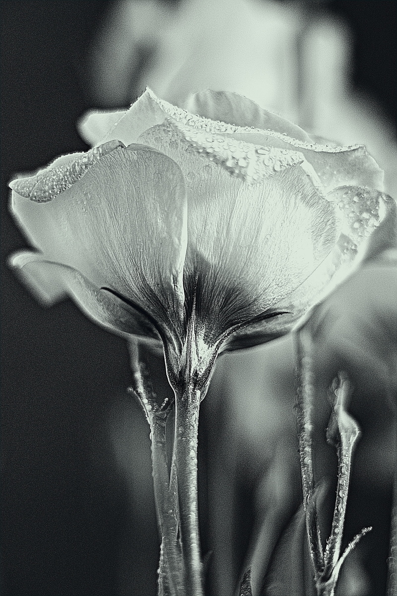 pollen, outdoors, spring, drop of water, day, flower, fragility, plant, vulnerability, summer, water, drip, focus on foreground, growth, close-up, nature
