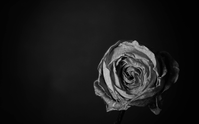 petal, flowering plant, freshness, inflorescence, nature, no people, close-up, Flora, rose - flower, Lowkey, vulnerability, flower head, roses, plant, copy space