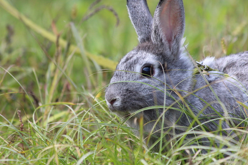 domestic animals, animal, herbivorous, animal body part, close-up, land, funny, living nature, pets, animal wildlife, summer, animal head, gray rabbit