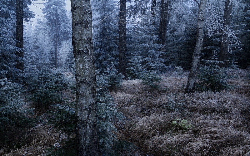 beauty in nature, land, pine woodland, tranquil scene, environment, tree trunk, forest, Germany, coniferous tree, outdoors, mist, non-urban scene, 480P