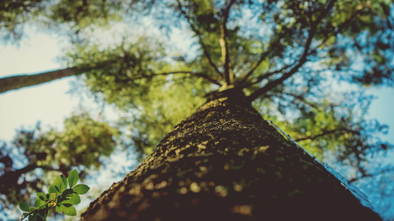 worm, plant, day, focus on foreground, lichen, sky, sunlight, low angle view, outdoors, tree trunk, vertical, view, close-up, branch, 1080P, photography