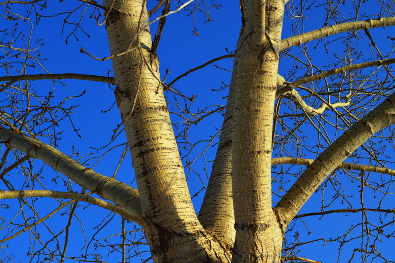 sky, no people, 5K, blue, land, blue sky, low angle view, winter, day, trunk, sunlight, growth, environment, outdoors, directly below, tree, bark, tranquility