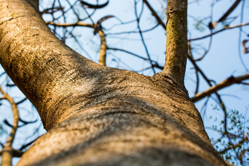 brown, springtime, Bark, 5K, tree Trunk, Tree, tree, selective focus, directly below, focus on foreground, growth, branch, low angle view, plant, beauty in nature