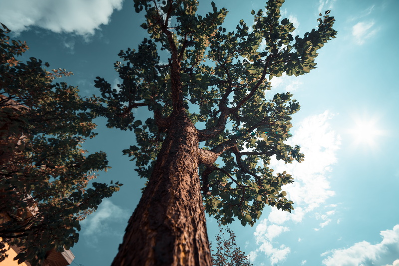 beauty in nature, 5K, sunlight, photography, trunk, nature, tranquil scene, low, low angle view, blue, pine tree, daytime, tree canopy, green, landscape
