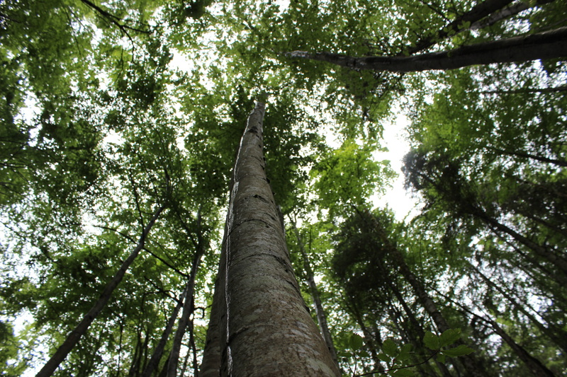 directly below, tribe, outdoors, tree, aesthetic, branches, tall - high, 2K, Green, Log, day, tranquility, green color, frisch, bark, plant, woodland