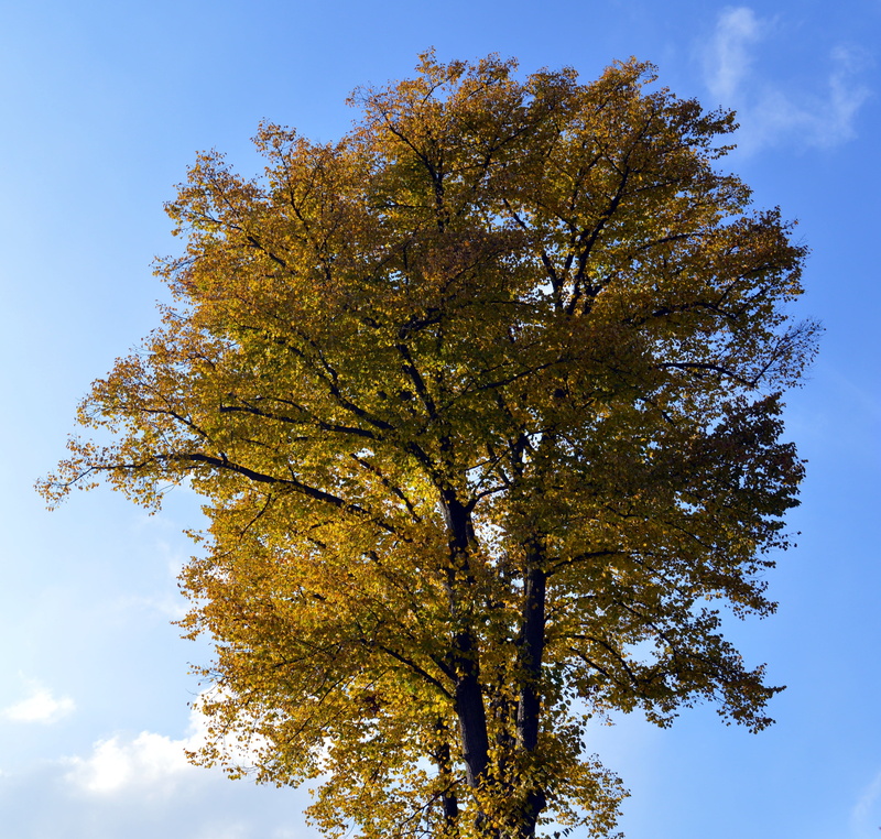blue, tree, low angle view, no people, 4K, tree canopy, tranquil scene, beauty in nature, high, scenics - nature, sky, autumn, branch, yellow, tribe, color