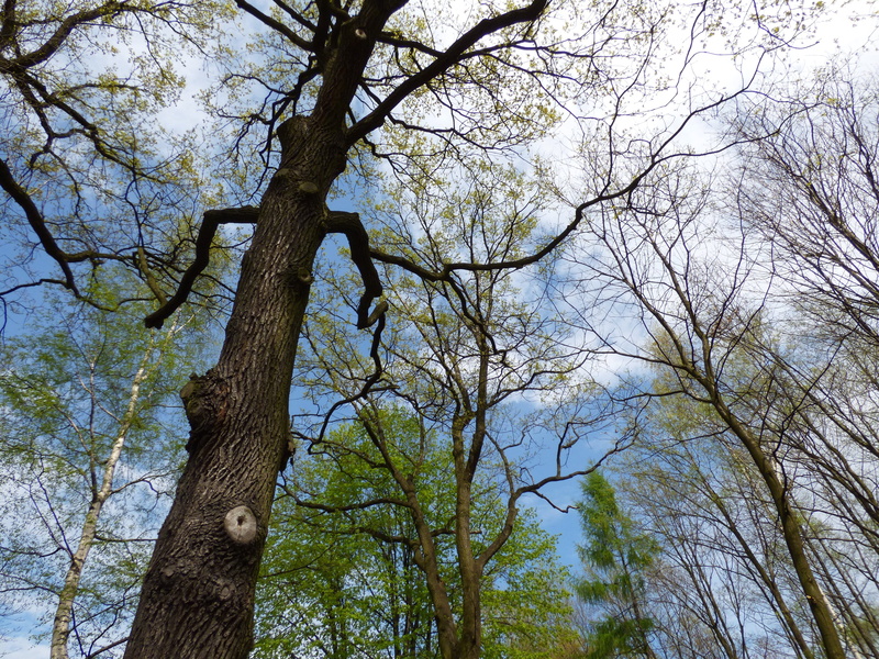 Clearance, green, blue, growth, plant, outdoors, trunk, clouds, Tree, animal wildlife, tranquility, the prospect of, day, herbivorous, spring, vertebrate