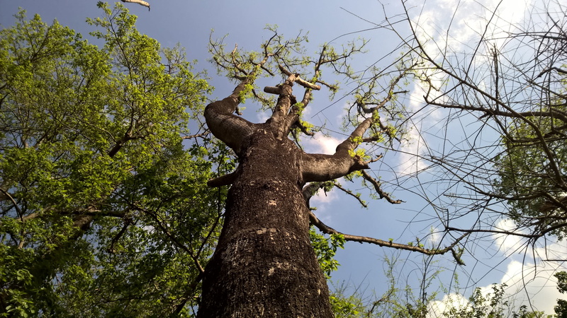 summer, wood, autumn, branch, directly below, sunlight, outdoors, daytime, tree, nature, forest, 2K, landscape, bird, green color, park, tranquility, trunk