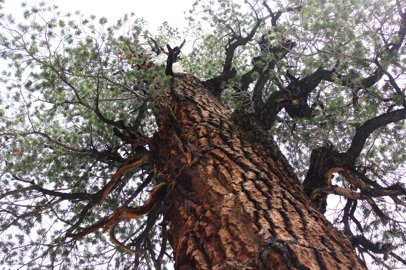 land, bark, day, branch, tranquility, green, Trunk, Nature, brown, outdoors, Old, grow, textured, tree canopy, low angle view, directly below, Leaves, tall - high