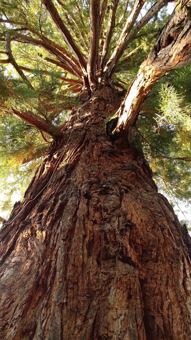 land, bark, no people, plant, brown, power tree, powerful, nature, day, trunk, log, forest, close-up, tree bark, shadow, tree trunks, low angle view, rough