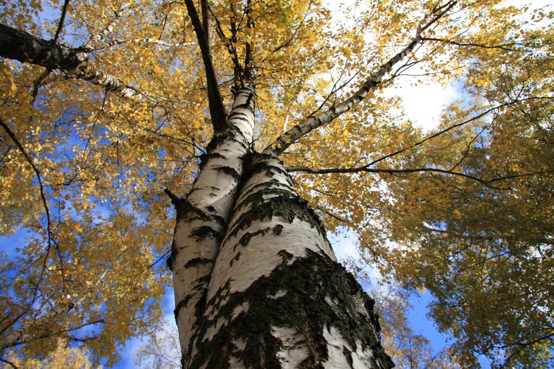 bright, sun, beautiful, day, wood, yellow, no people, Trunk, park - Man Made Space, tree, trees, birch bark, blue sky, woodland, sunny, nature, autumn