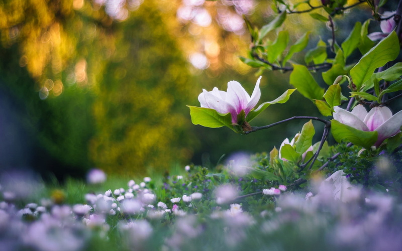 depth, flowers, plants, bokeh, field, 1080P, nature, depth of field