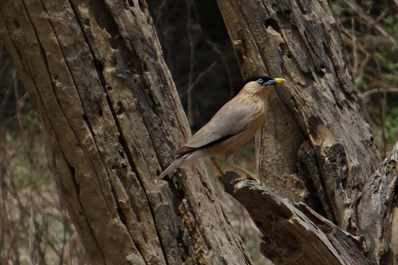 focus on foreground, vertebrate, branch, myna, sturnia pagodarum, perching, plant, trunk, wood - material, brahminy starling, textured, bird, tree trunk