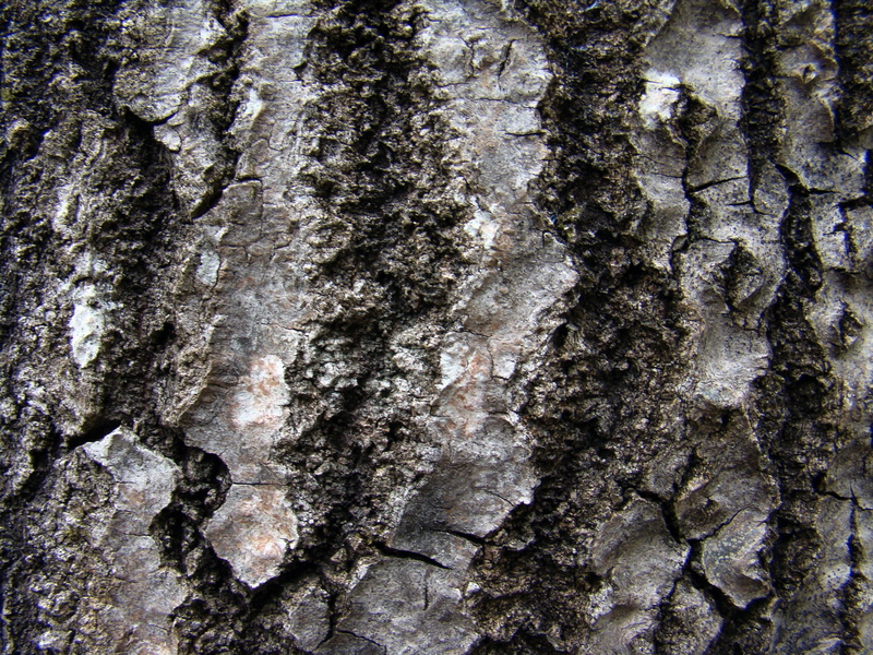 weathered, outdoors, natural condition, birch bark, tree trunk, textured effect, no people, bark, trunk, rough, extreme close-up, rough birch bark, birch