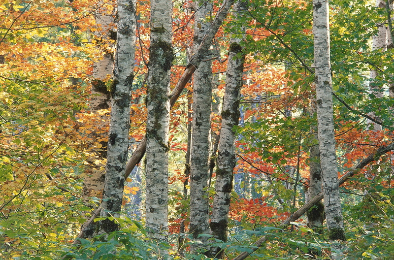 leaves, tree trunk, leaf, wood, backgrounds, lichen, landscape, leafed, plant part, branch, change, plant, trees, land, park - Man Made Space, tranquility