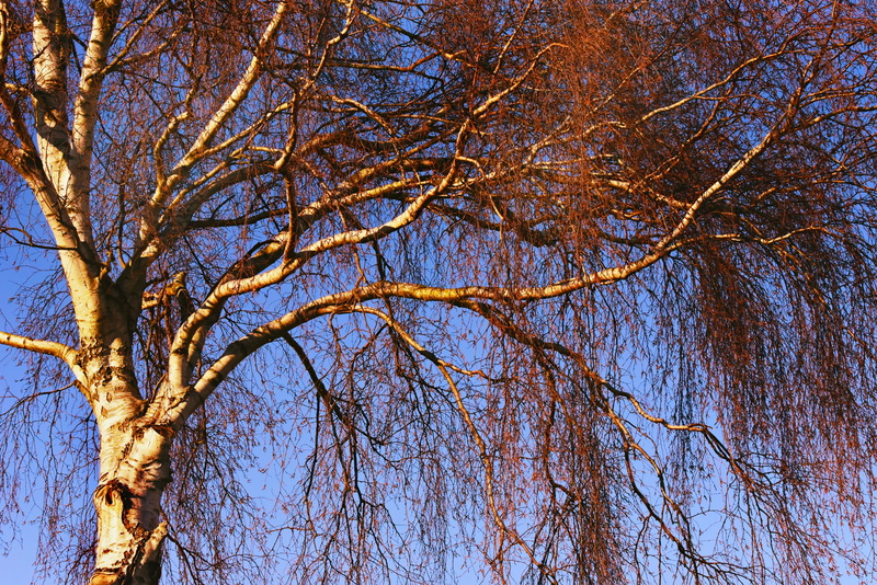 nature, tree trunk, forest, tree, birch tree, bark, white, plant, change, growth, land, outdoors, twig, sky, tree canopy, scenics - nature, tranquility