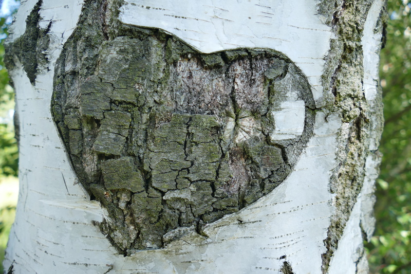 focus on foreground, wood - material, heart, plant bark, bark, love, carved, wood, textured, lichen, brown, old, birch, no people, tree trunk, nature, promise