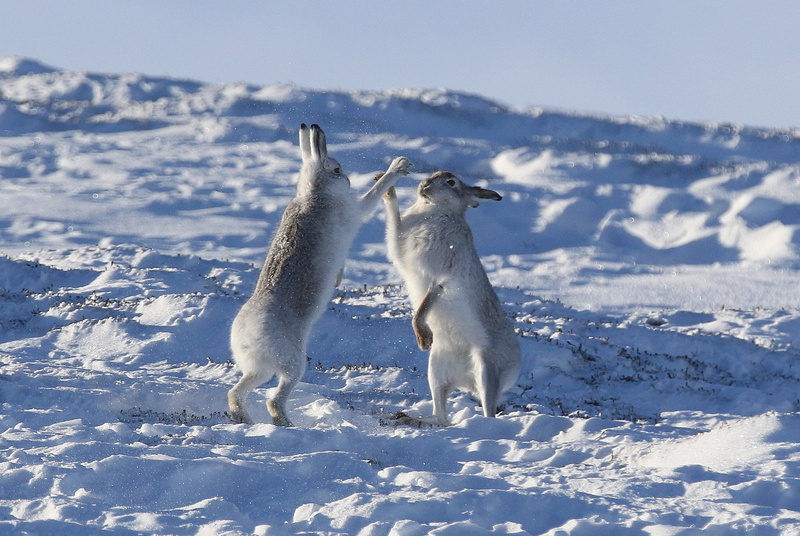 snow, rabbits, Hare, a couple, winter, 1080P, okay