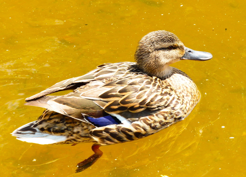 close-up, water park, vertebrates, okay, beak, beautiful, 2K, biology, summer, animals, animal themes, pond, flapping, closeup, water bird, fin, lake