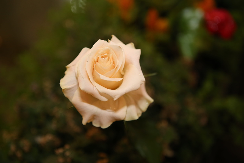 rose, petal, rose - flower, love, focus on foreground, indoor, photo, no people, white color, freshness, fragility, inflorescence, flowering plant, 5K