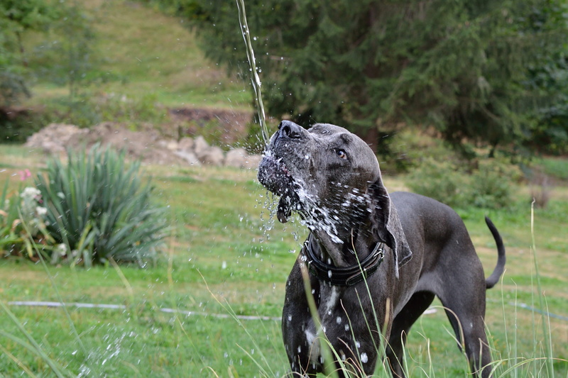 animal, mouth open, grass, land, animal themes, motion, domestic animals, canine, dog, 4K, no people, pets, great dane, one animal, drinking regime, mammal