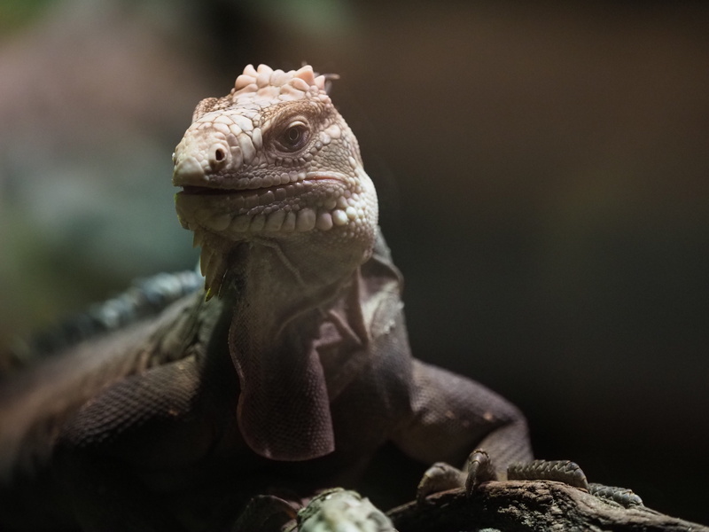 close-up, eye, varan, animal themes, one animal, neck, looking away, iguana, animal, animal body part, 5K, fauna, close up, animal wildlife, animal scale