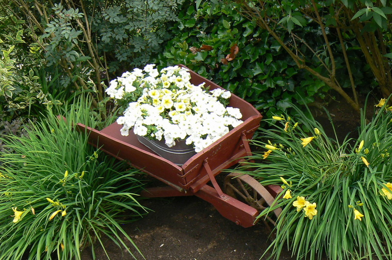 washington, 1080P, wheelbarrow, flowers, white, 3d and abstract, petunias