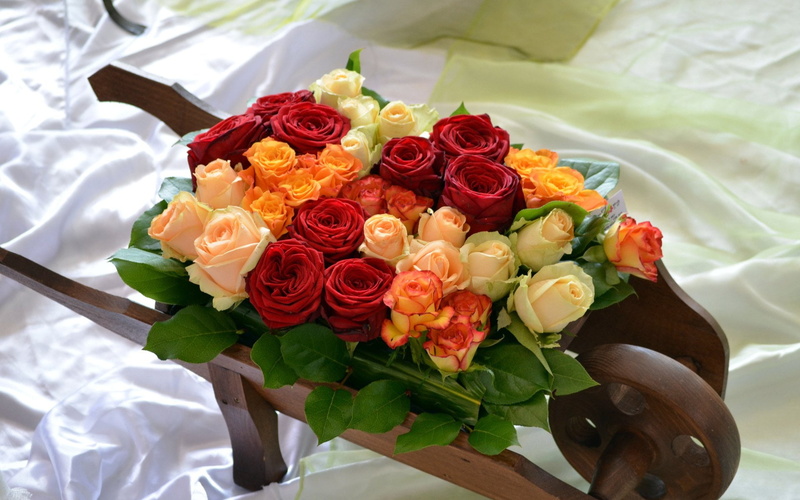 plant, Wheelbarrow, Colorful, high angle view, beauty in nature, inflorescence, rose - flower, nature, Flowers, vulnerability, Photography, bouquet, event