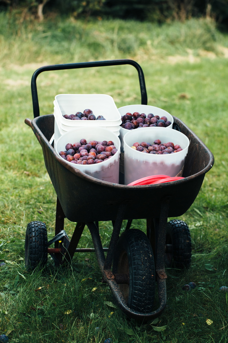 front or back yard, 5K, food, buckets of plum, outdoors, container, buckets, no people, fruit picking season, focus on foreground, pail, berry fruit, full