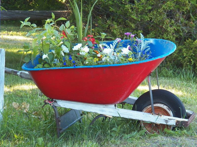 wheelbarrow, mode of transportation, field, potted plant, gardening, 1080P, flower bed, front or back yard, beauty in nature, land, growth, outdoors, day
