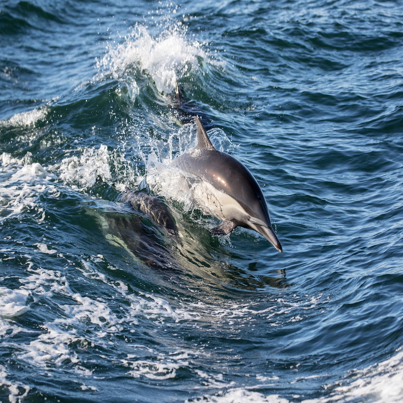 one animal, animal, dolphin, aquatic mammal, outdoors, animals in the wild, motion, no people, animal wildlife, counseling, sea, water, vertebrate, splashing