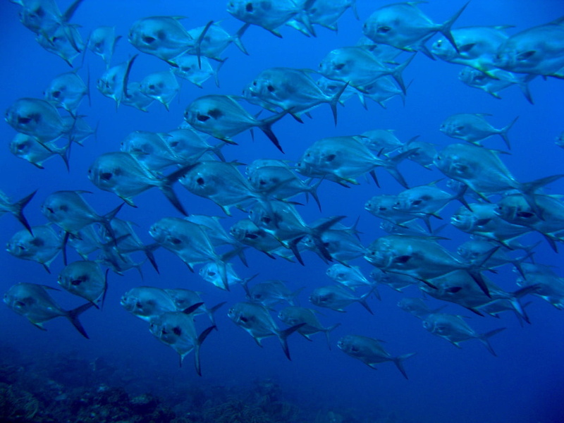 no people, group of animals, ecosystem, swimming, wild, marine, 1080P, blue, permit, saltwater fish, vertebrate, animal wildlife, sea, underwater diving