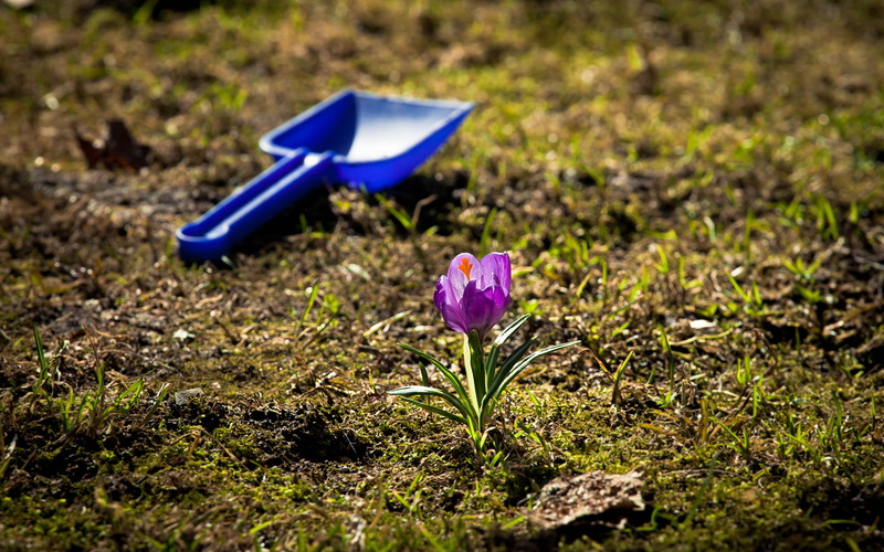 shovel, hd, 1080P, grass, nature, purple, petal, flower