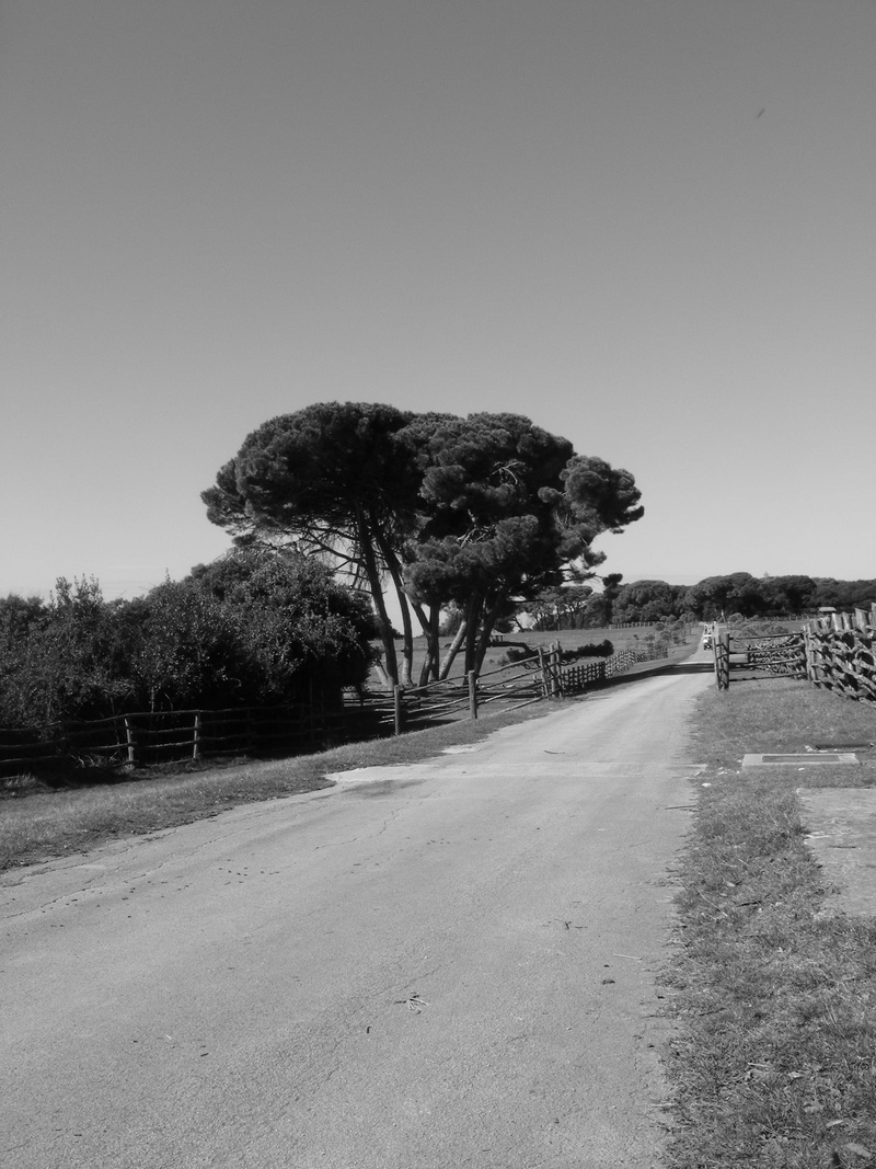 tranquil scene, country road, route, horizon, no people, copy space, transportation, journey, plant, destination, highway, sky, empty, direction, Countryside