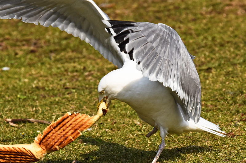 hunger, wing, land, bird, flying, feeding, animal wing, spread wings, vertebrate, field, seabird, eye, tosti, plant, eating, flapping, gull, outdoors, nature