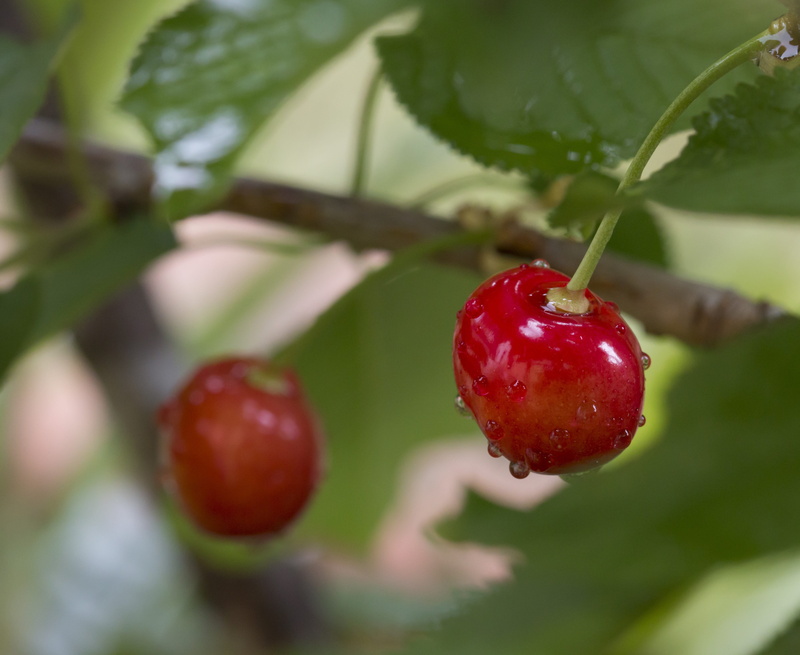 fruit, health, freshness, cherries, growth, red, cherry tree, tree, ripe, plant, fresh fruit, food, focus on foreground, rain, wellbeing, leaf, berry fruit