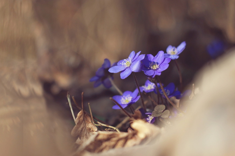 day, freshness, photography, spring, flowering plant, selective focus, vernal, plant, flowers, shallow, springtime, flowering, purple flowers, nature, beauty in nature