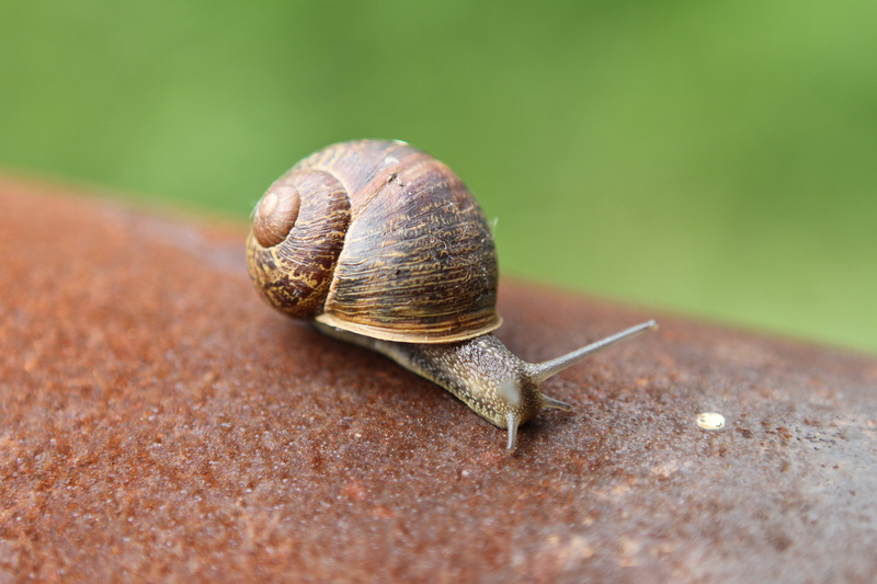 soil, daytime, Snail, 5K, brown, mollusk, slow, wildlife, macro, close-up, animal Shell, nature, slimy, crawling, brown soil, animal, gastropod, Rust