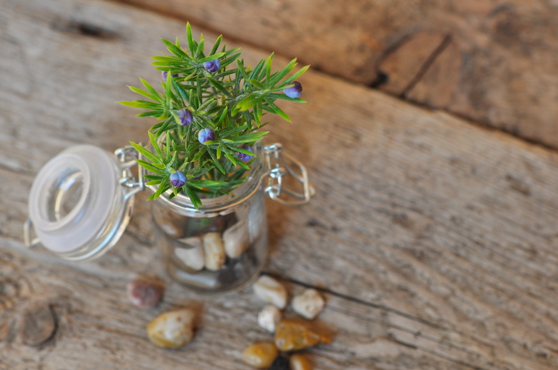 deco, plant, flower arrangement, table, high angle view, potted plant, decoration, fragility, decorative stones, container, wood, nature, flowering plant
