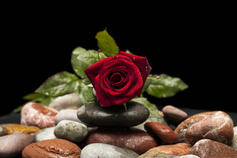 4K, flowers, Red, black background, Rose, color, love, the leaves are, spring, Macro, desire, the rose garden, red rose, black, vivid color, background