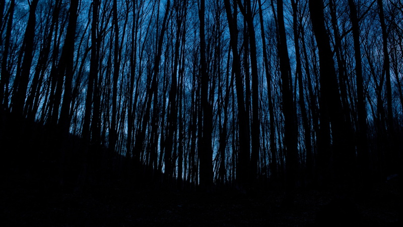 night, photography, tree trunk, tranquil scene, growth, trunk, silhouette, woodland, beauty in nature, scenics - nature, outdoors, tree, land, blue, non-urban scene