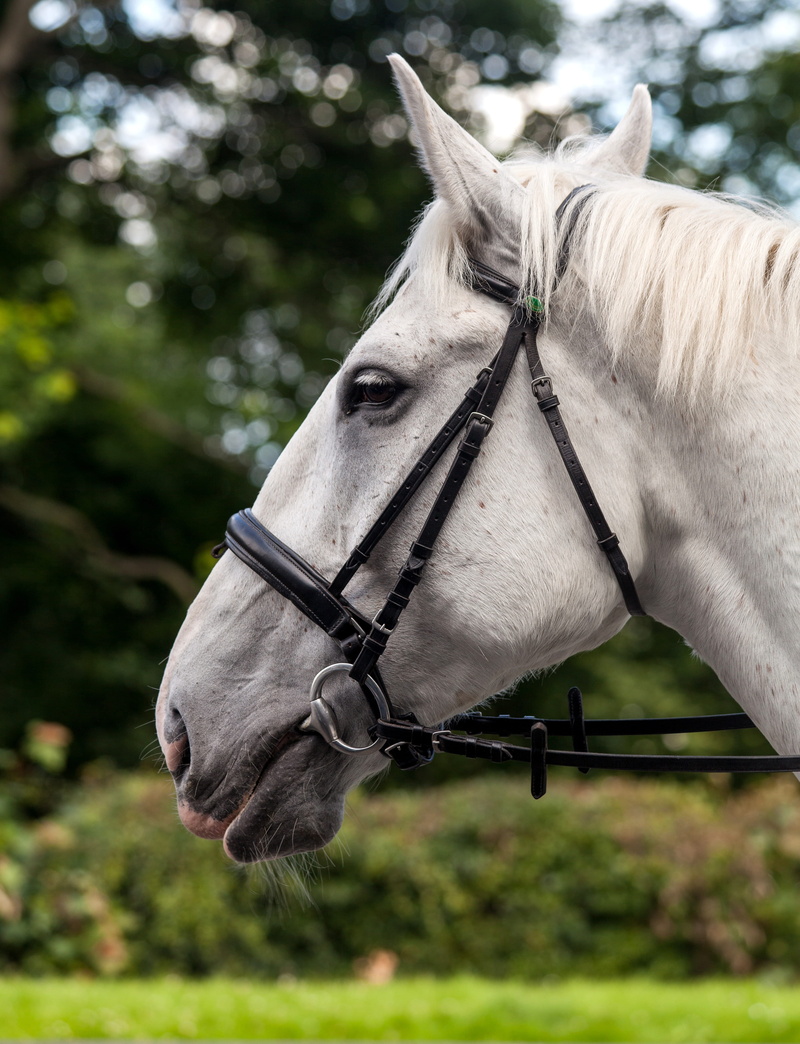 profile view, focus on foreground, white, portrait, animal head, Profile, no people, Horse, bridle, macro, animal body part, Nature, harness, day, trees