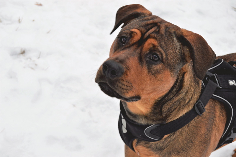 hurtta, mammal, young, no people, amstaff, animal, canine, mixed race, snow, dog, looking, puppy, cold temperature, pet, rottweiler, domestic, winter, outdoor