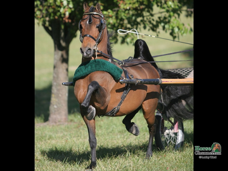 animals, hackney, pony, hd, art, harness, 480P, horses, in harness, show