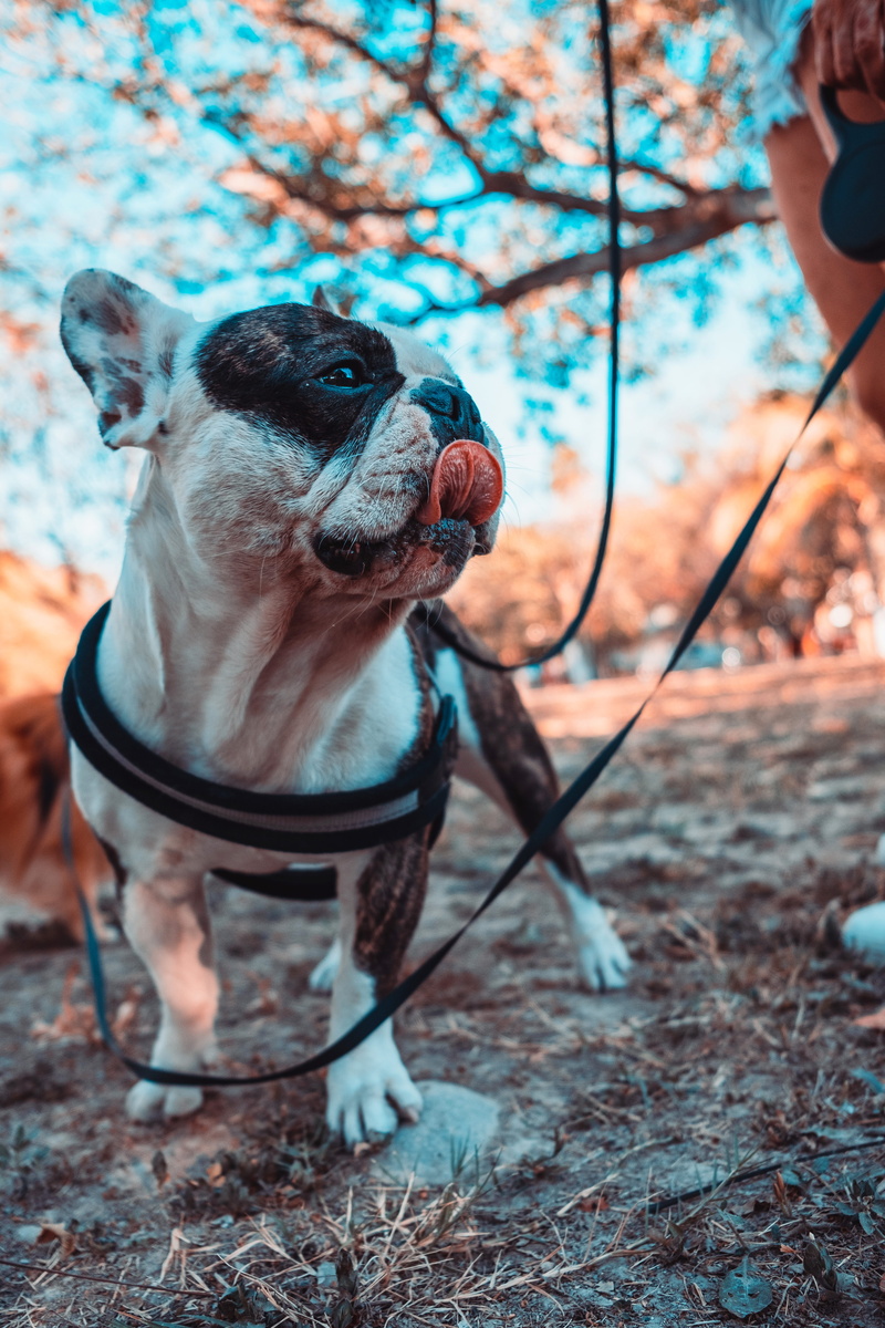 outdoors, close-up, french bulldog, human, canine, looking, no people, boxer, surface, mammal, animal themes, white, park, person, animal head, one animal