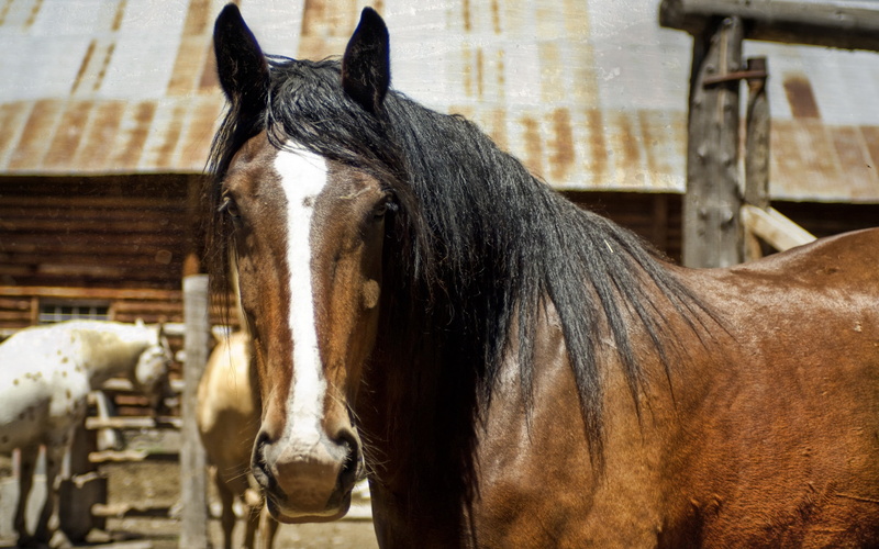 outdoors, nature, summer, horse, animals And Pets, animal pen, animal wildlife, mammal, domestic Animals, day, profile view, one Animal, thoroughbred Horse