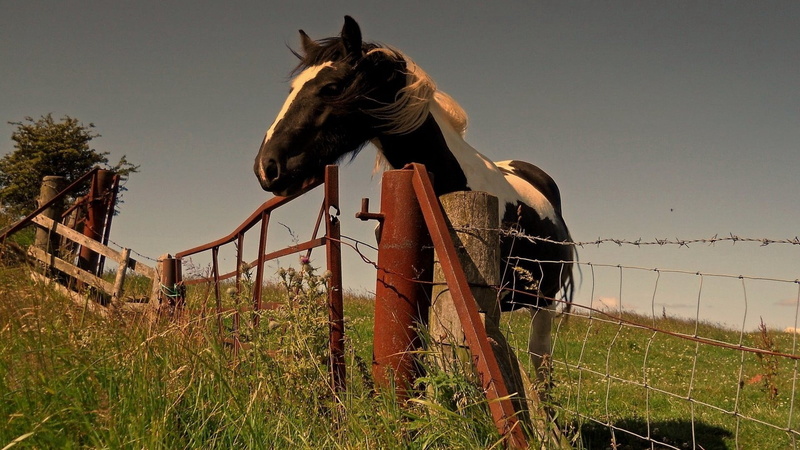 group of animals, stallion, mammal, field, horse, land, farm, ranch, livestock, paddock, riding, nature, outdoors, vertebrate, 1080P, meadow, boundary