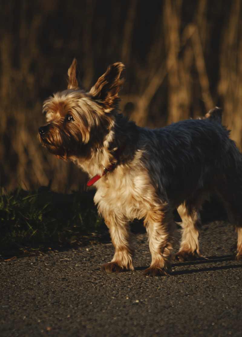 selective focus, path, looking, affenpinscher, domestic animals, small, leash, canine, flame, german shepherd, fire, standing, looking away, animal themes